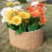 Цветник КАНЬОН купить в Кингисеппе